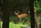 Trail Cam Buck