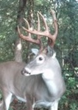 Tall tined young buck 2011