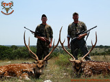 Texas Axis Deer Hunting