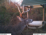 Kentucky Whitetail Deer Hunts 