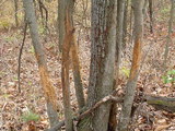 Missouri Whitetail Rut