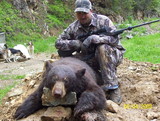 Black bear hunts
