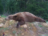 Black Bear hunting in Idaho