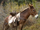 Elk Hunting in Idaho