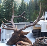 Elk hunting success