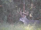 180 Inch Buck, Hunt Trophy Deer Florida. 
