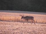 Rut Movement, Trophy Deer Hunting Florida.