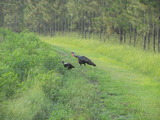 Turkey Hunting in Florida, Osceola Turkey Hunts at Southwind.