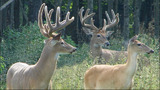 Big Bucks in Florida, Trophy Deer Hunting Florida.