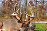 Deer Hunting Ohio Carlisle Whitetails.
