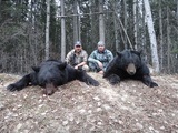 Bear Hunting Alberta Canada.