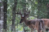 Florida Deer Hunts.