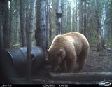 Big Color Phased Bear