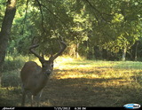 Nice Buck Waiting For You in 2012