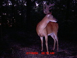Any Questions? Ohio BucksTrue Whitetail Hunting. 