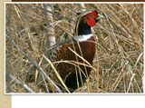 South Dakota Pheasant Hunting Guides