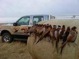 Hunting Pheasant in South Dakota.