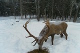 Red Stag Hunting Maine.