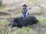 Boar Hunts in California Wild Boar Hunting professionally Guided.