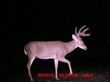 Trophy Deer Hunting Iowa.