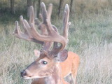 Trophy Whitetail Deer Hunting in Illinois
