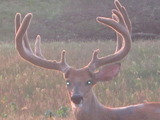 Trophy Whitetail Deer Hunting in Illinois