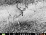 Ohio Whitetail Outfitter Trail Cam Photo