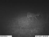 Ohio Whitetail Deer Trail Cam Pics