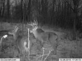 Bow Hunting Deer In Ohio.