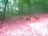 Ohio Whitetail Deer Bucks Bow Hunt Spring Run Outfitters.