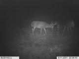 Whitetail Deer Ohio, Bow Hunt Deer in Ohio.