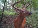 Ohio Whitetail Deer Hunting.