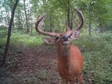 Ohio Deer Hunting for Big Bucks.