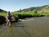 Flyfishing For Rainbow Trout