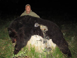 Archery Bear Hunts Wyoming