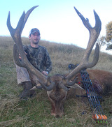 New Zealand Trophy Red Stag Hunting, Red Stag Hunting with Kaweka Outfitters.