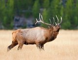 Colorado Elk Hunting Bugling Bull