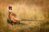 Pheasant Hunting Colorado.