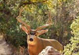 Trophy Mule Deer Hunting in Colorado.