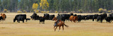 Cattle Drives