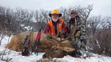 Quality Colorado Elk Hunting.