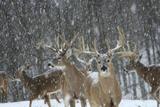 Ohio Whitetail Deer Hunting Preserve.