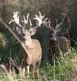 Non typical Bucks on the ranch