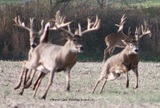 Giant Whitetails chasing a doe