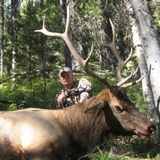 Elk Hunting in Montana.