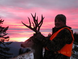 Montana Sunset Mule Deer Buck
