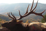 7x7 Montana Bull Elk