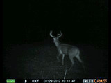 Trail Cam Buck, Missouri Whitetail Hunts. 