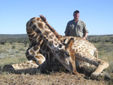 Giraffe Huntingin South Africa.