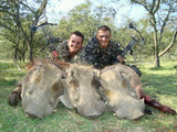 Bow Hunting Warthog in South Africa.